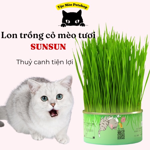 Lon/Túi cỏ mèo tươi Tự trồng cỏ tươi -SUN SUN -chống búi lông, giảm stress