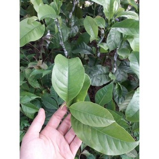 CÂY HỒNG GIÒN ĐÀ LẠT (ĐƯỢC KIỂM HÀNG)