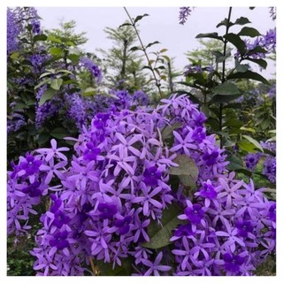 Cây giống hoa Mai xanh Thái , cây cao khoảng 50-60cm.