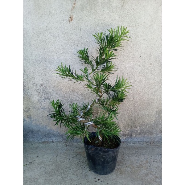 Cây tùng la hán dáng bonsai cao 60-70cm(hoatoc)