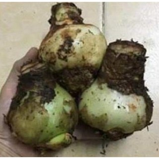 Củ hoa huệ đỏ - Huệ Tây đỏ