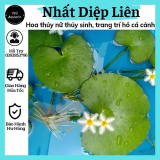 Nhất diệp liên - Hoa thủy nữ thủy sinh - Thủy nữ trắng