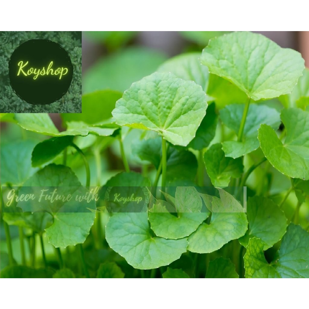 Hạt Giống Rau Má Lá To (1G) Rado Seeds. - Giá sỉ tốt hơn!