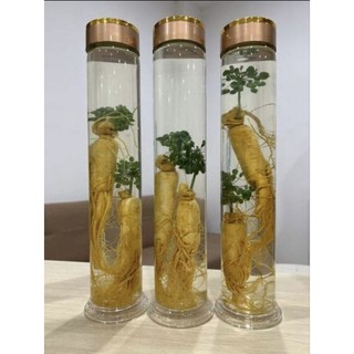 Bình Ngâm Rượu Thủy Tinh Ngâm Sâm Cao Cấp (1 Lít, 1.5 Lít, 2.5 lít)