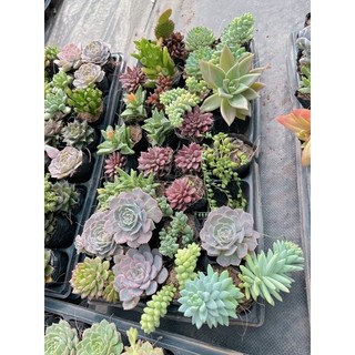 Sen đá size bầu 4-6cm