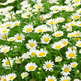 50h hạt giống hoa cúc chi trắng siêu lùn creeping 30cm