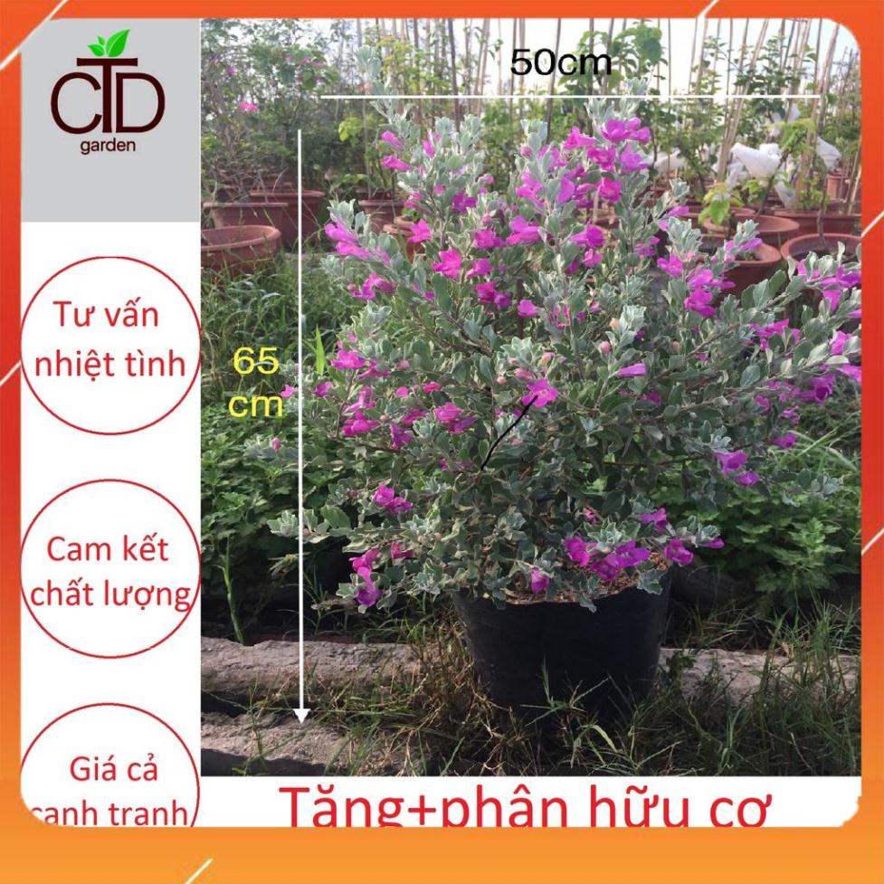 Cây tuyết sơn phi hồng,cây cao 60-70cm.Đang hoa nở rộ.