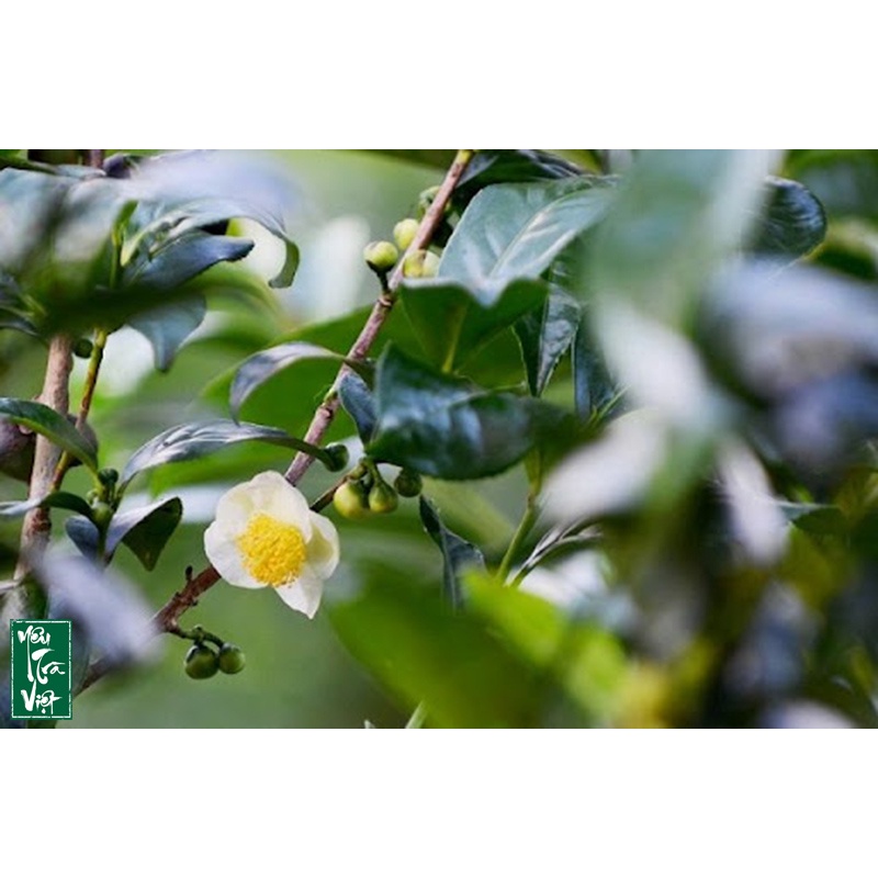 Cây chè xanh  hàng chuẩn đem lại hương vị trà thơm ngon chất lương cao