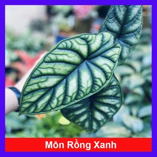 Môn Rồng Xanh - Alocasia Dragon Scale - caykiengsadec