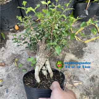 caykiengsadec Hồng ngọc mai gốc lớn - tặng phân bón cho cây mau lớn