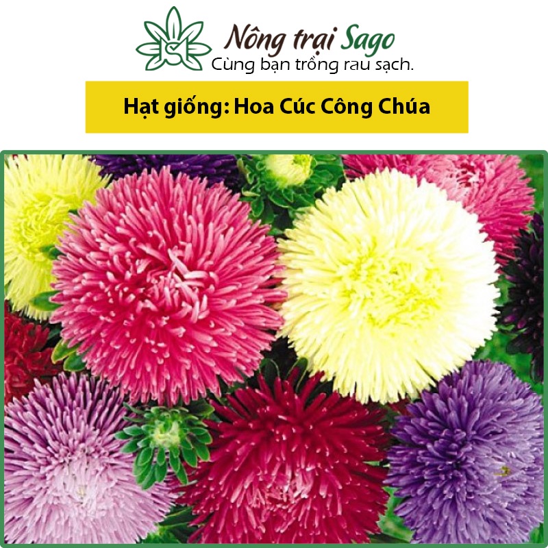 Hạt Giống Hoa Cúc Công Chúa Nhiều Màu, Trồng Quanh Năm - Nông Trại Sago
