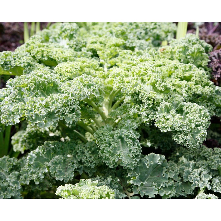5Gr Hạt Giống Cải Xoăn Kale Xanh