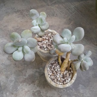 Sen đá sỏi trắng tròn thụ, hàng nhập Trung