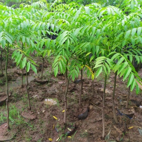 Cây sấu chuẩn F1 cho năng suất cao, khỏe mạnh, dễ trồng