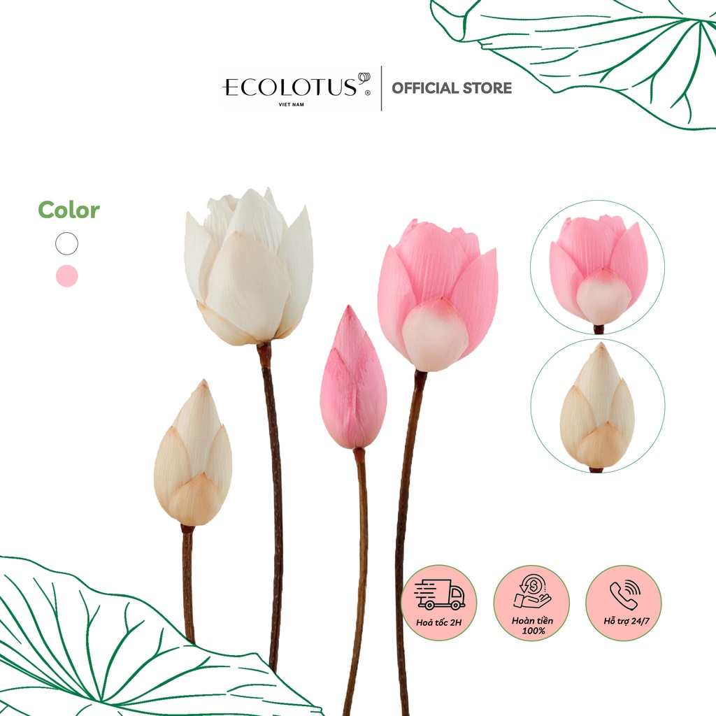 Hoa Sen Sấy Khô ECOLOTUS, Giữ Trọn Màu Sắc Tự Nhiên Theo Công Nghệ Sấy Lạnh Đặc Biệt, Hoa Nguyên Cành Trang Trí Tết 2023