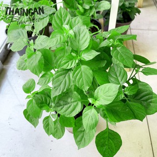 Rau Bồ Ngót Nhật