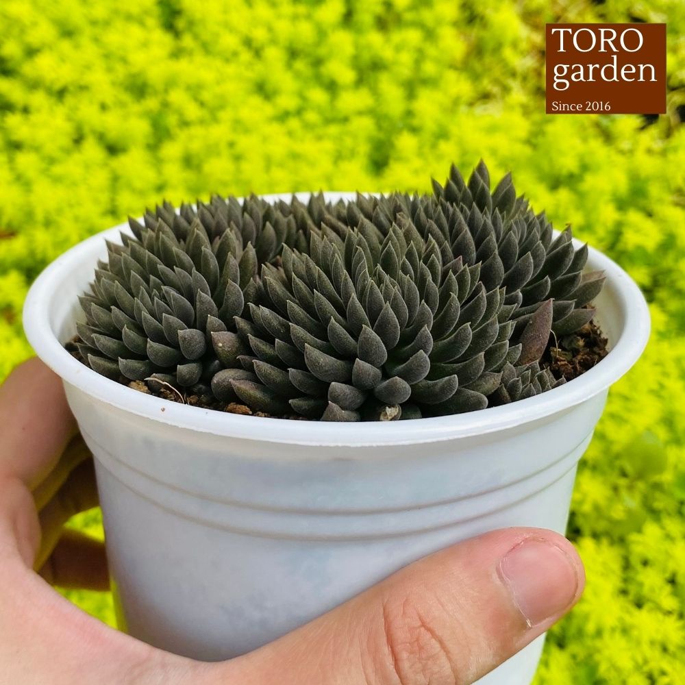 Sen đá nhím đen Đà Lạt size trung bình cây cảnh trang trí nhà cửa Toro garden