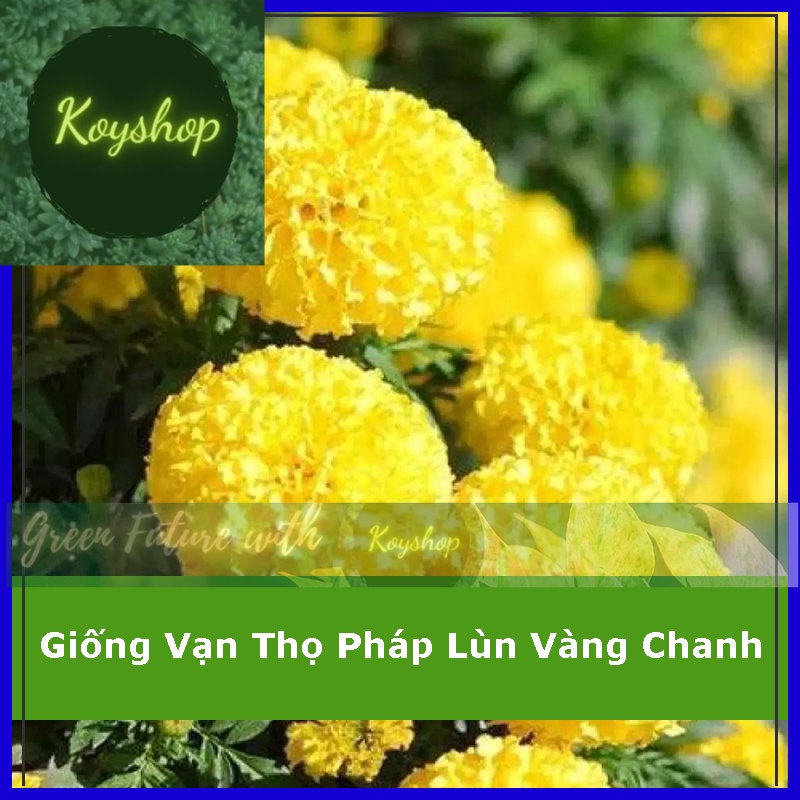 Hạt Giống Hoa Vạn Thọ Pháp Lùn F1 Vàng Chanh Rado Seeds. - Giá sỉ tốt hơn!