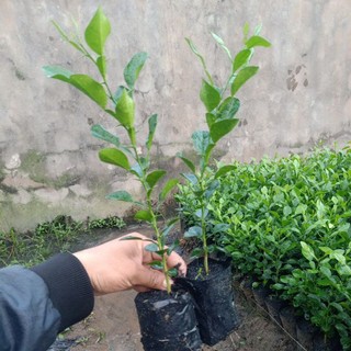 Cây chúc giống , cây chanh thái chuẩn giống