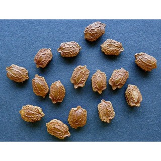 1 Lạng Hạt giống mướp đắng xanh