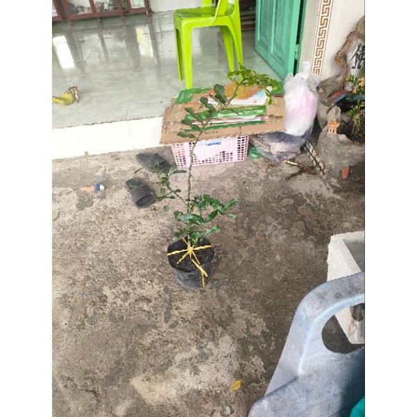Cây chúc cao tầm 50cm giá 120k
