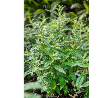 100h hạt giống bạc hà mint núi