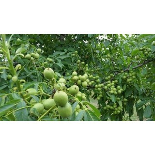 giống cây sấu (cây siêu đẹp)