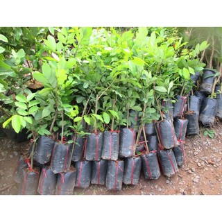 Chôm chôm JAVA (chôm chôm tróc) siêu ngon, cây giống nhập khẩu indo