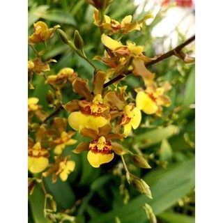 Vũ nữ Anh Đào hoa thơm đang nụ tết