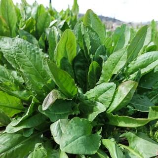 1gr hạt giống rau chua sorrel