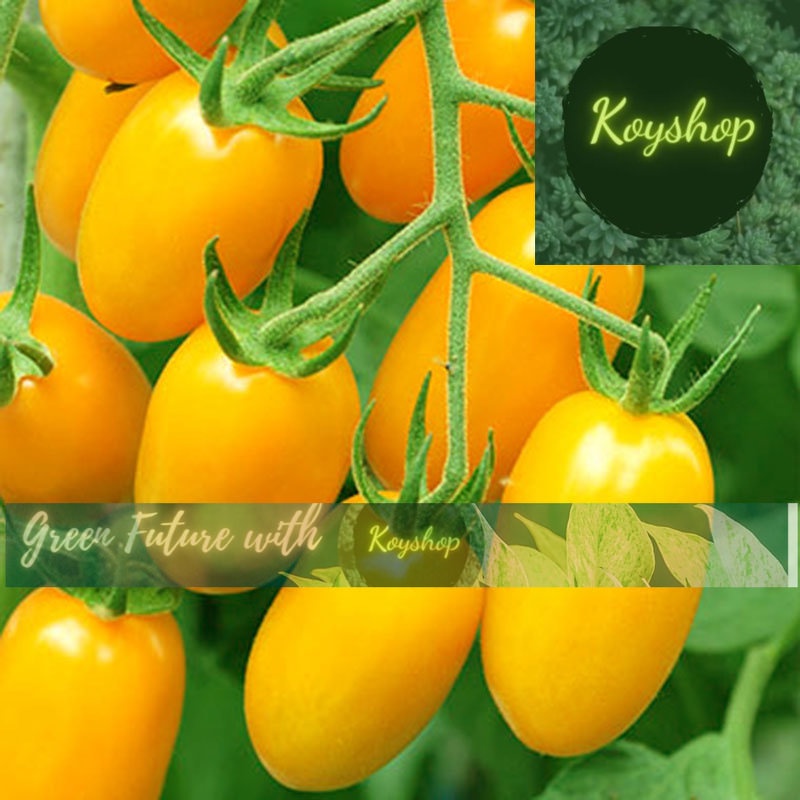 Hạt Giống Cà Chua Cherry Vàng F1 Rado 645 (0.1gr) - Rado Seeds X 2 gói - Giá sỉ tốt hơn !