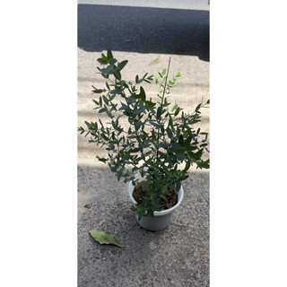 Cây khuynh diệp lá kiếm (Eucalyptus Gunni)