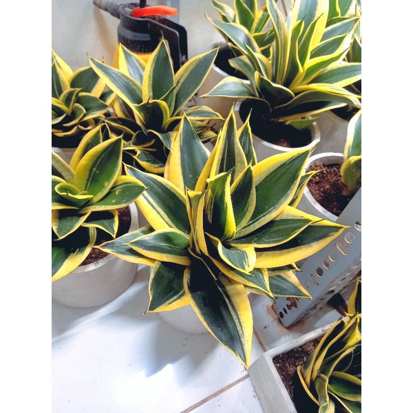 Cây Lưỡi Hổ Thái Lùn Để Bàn.