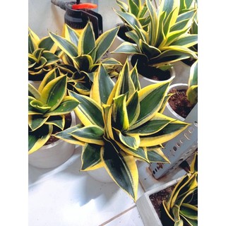 Cây lưỡi hổ thái lùn để bàn.