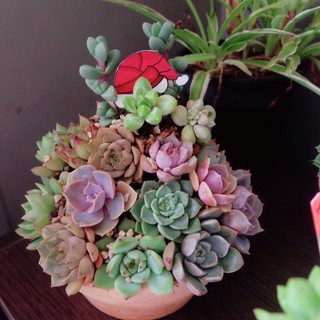 [ HOẢ TỐC] Cây NOEL SEN ĐÁ 🌲🎄🌲🎄