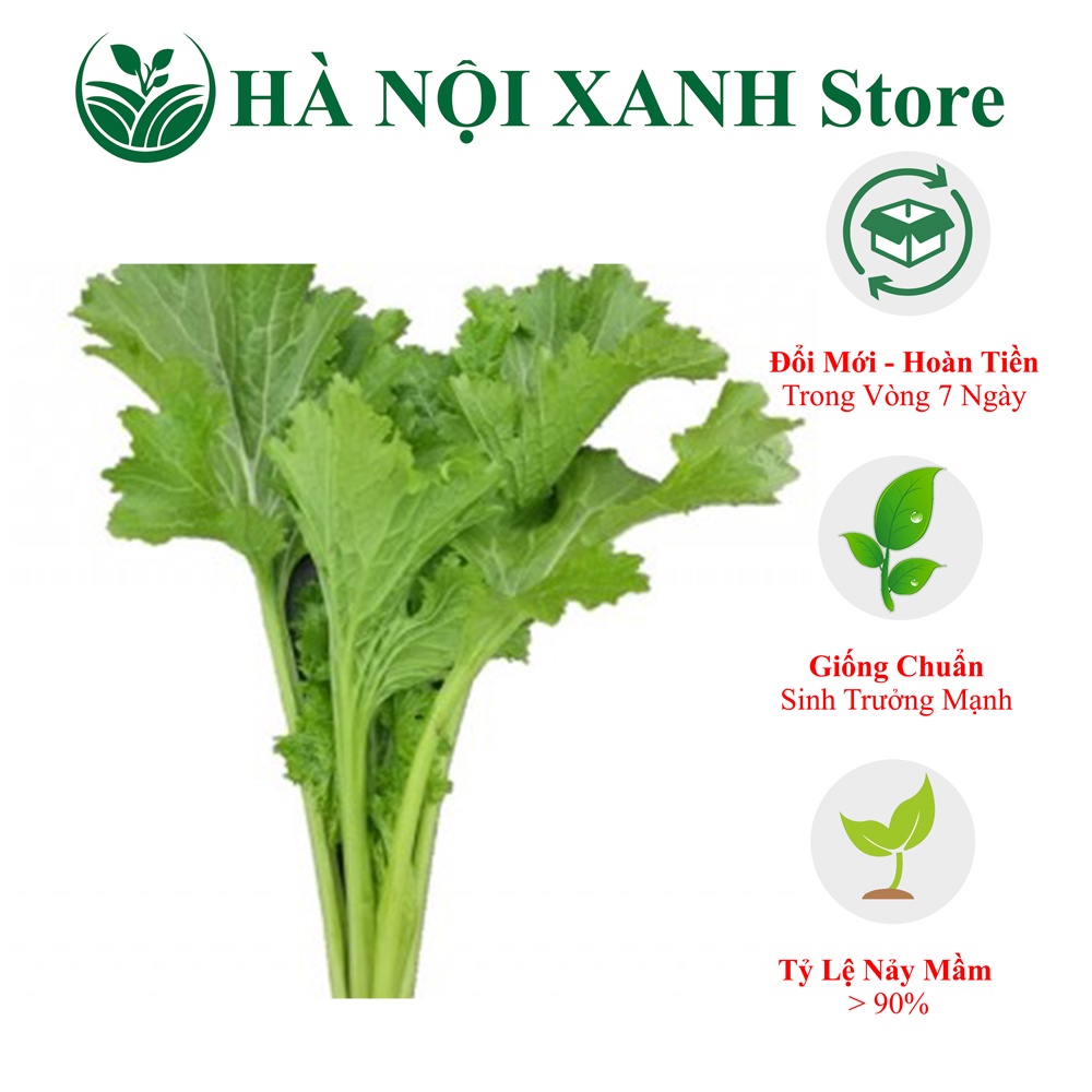 Cây cải mèo lá xẻ - lai F1, thời gian sinh trưởng nhanh - thân mập - bản lá đẹp - màu xanh bóng