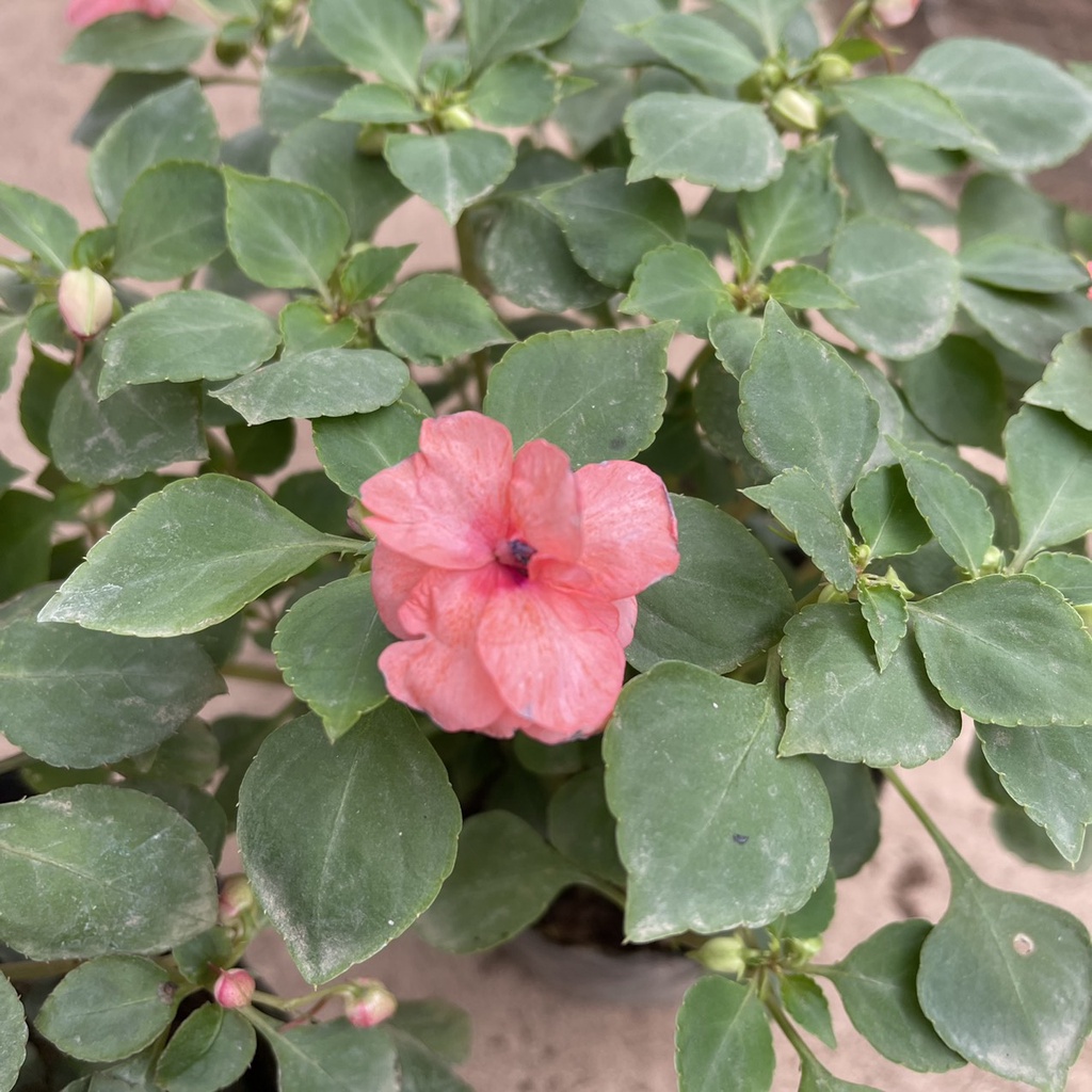 Cây hoa ngọc thảo KÉP xoắn siêu nụ sai hoa,tán xum xuê thích hợp treo ban công