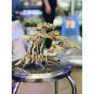 Cây Bonsai trang trí bể cá, tiểu cảnh, non bộ.