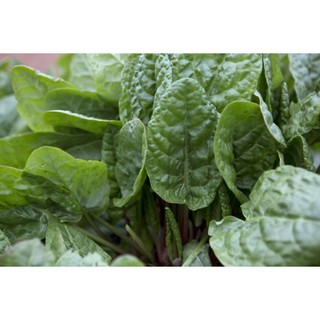 1Gr Hạt Giống Rau Chua Sorrel