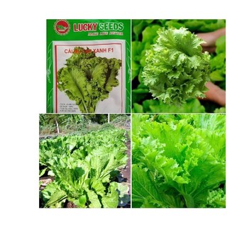 600h hạt giống cải mù tạt chịu hạn green wave