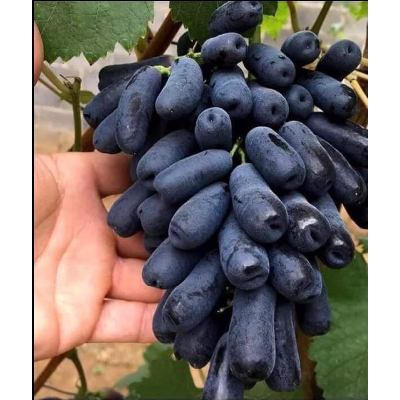 Cây Nho Ngón Tay Đen Không Hạt,cây ghép cho Trái sớm 6-7 tháng.