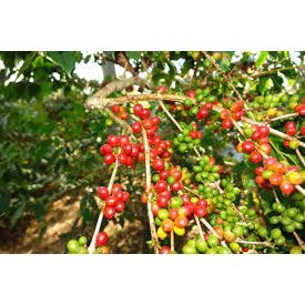 CÂY CÀ PHÊ GHÉP ( cây siêu sớm có bảo hành)