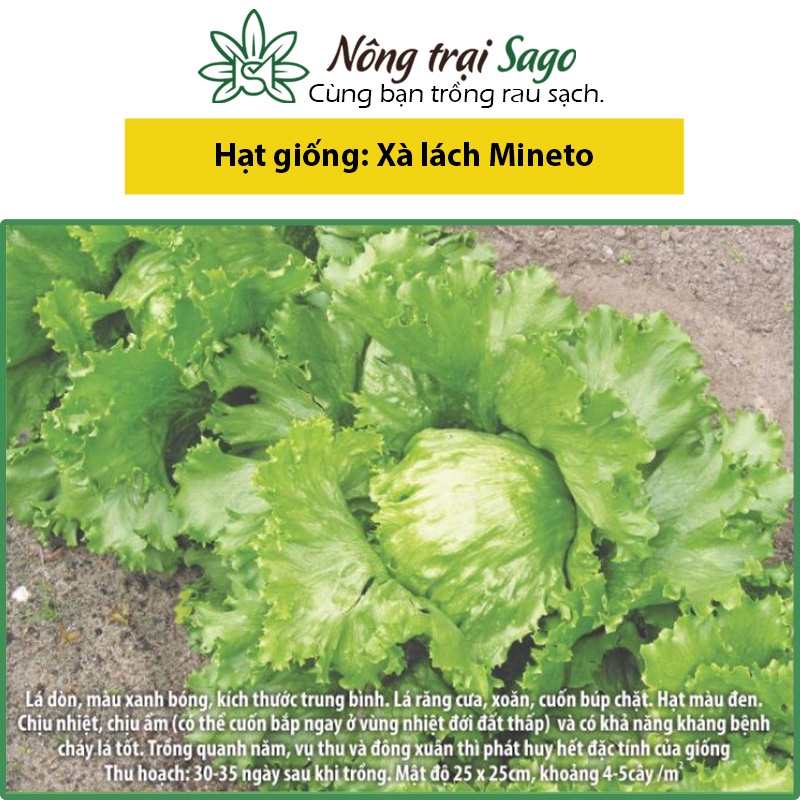 Hạt giống Xà Lách Mỹ Minetto Trồng Quanh Năm, Kháng Bệnh Tốt (gói 2 gr) - Nông Trại Sago