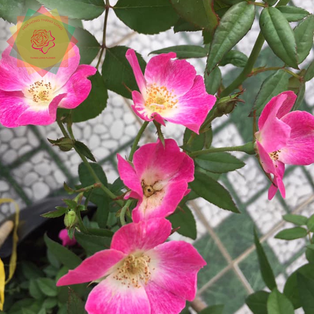 Hoa hồng ngoại SANJITH ROSE hồng  cánh đơn -bầu cây giống phát triển ổn định