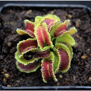 Cây bẫy kẹp kim jong-il, venus flytrap kim jong-il