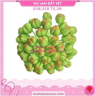 Nụ lan hồ điệp , nụ lan đất sét