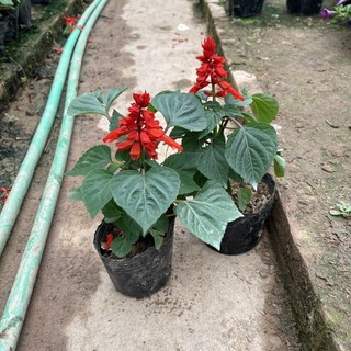 Cây hoa xác pháo đỏ chiều cao 15cm hoa lâu tàn,thích hợp trang trí ban công sân vườn ngày tết