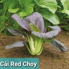 100h hạt giống cải thìa đỏ f1