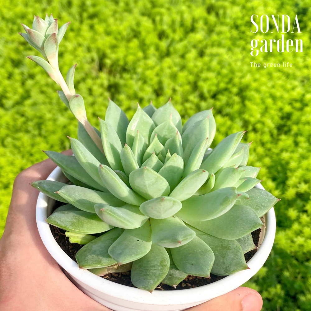 Sen đá tiểu ngọc SONDA GARDEN size trung bình 10-12cm, cây cảnh trang trí nhà cửa, lỗi 1 đổi 1