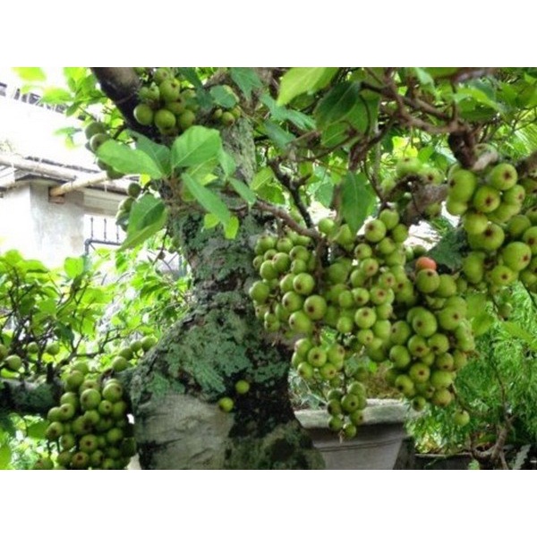 Cây sung nếp ta, lấy quả, lá,làm phôi kiểng siêu trái-cây giống